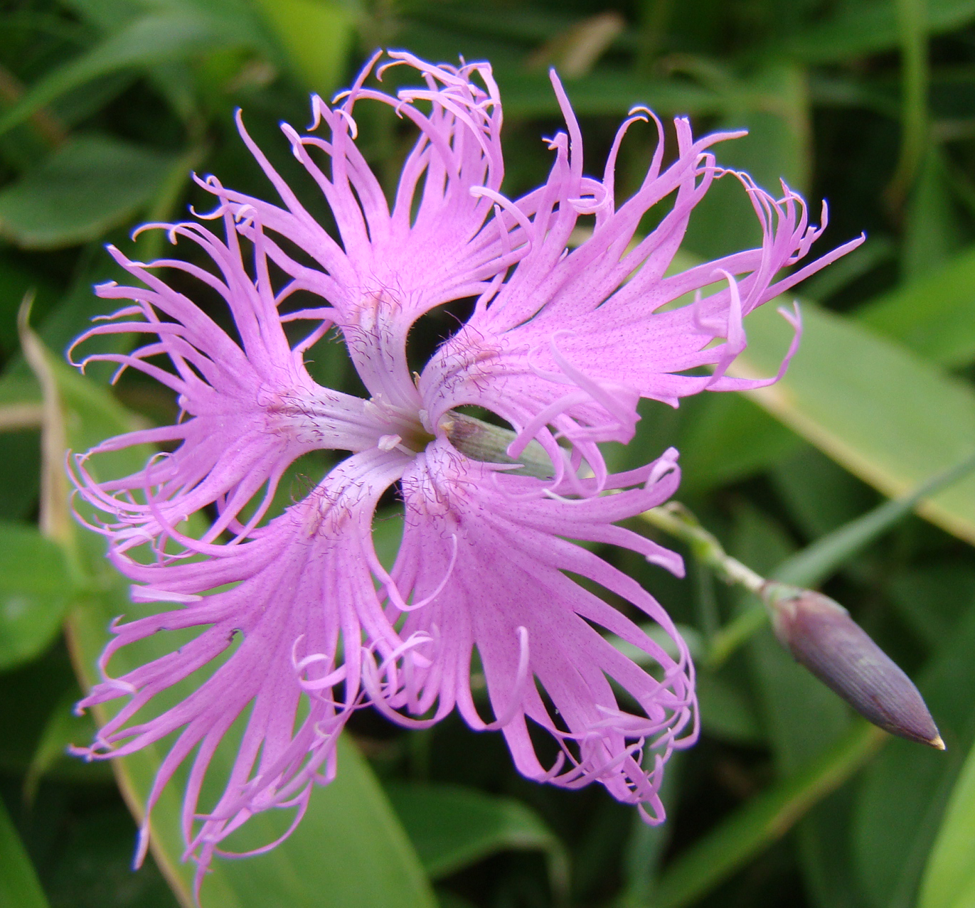 跡見群芳譜(野草譜 カワラナデシコ)